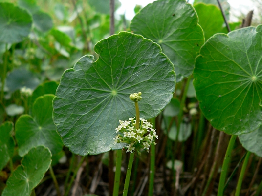 {Hydrocotyle prolifera}